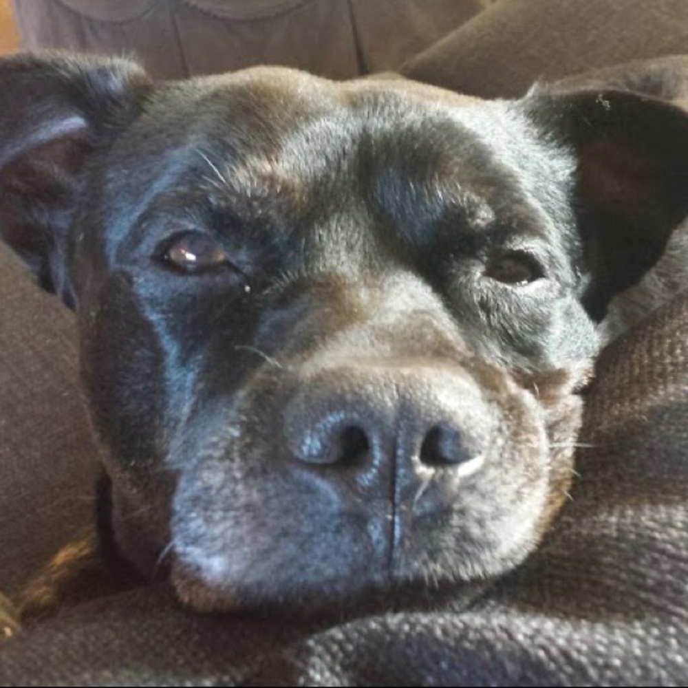 Meet your Posher, Josh